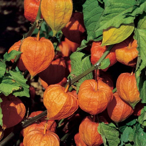 Lanterne chinoise, cerise au sol aux fraises