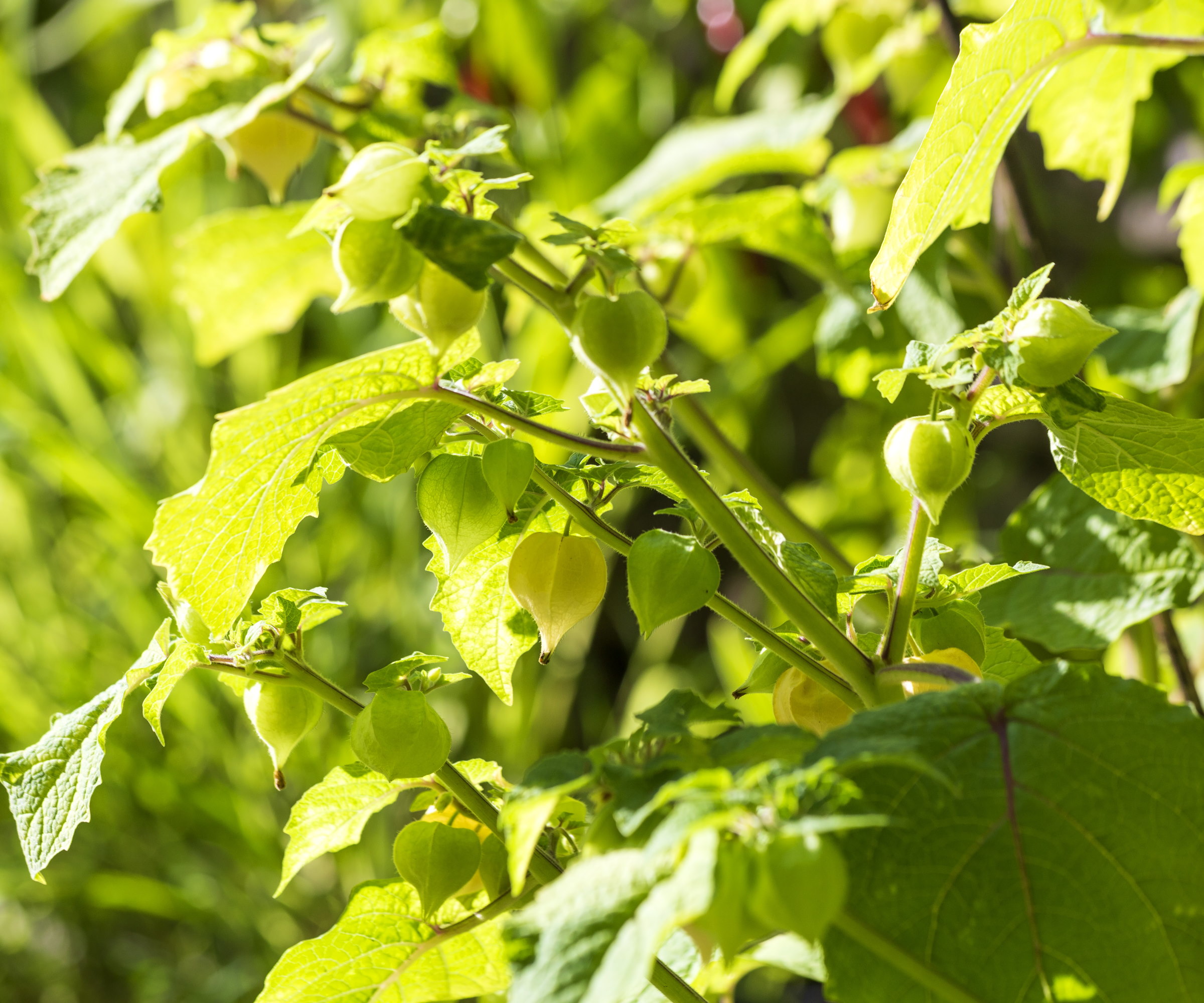 Physalis pruinosa plantes pousse au soleil à l'extérieur