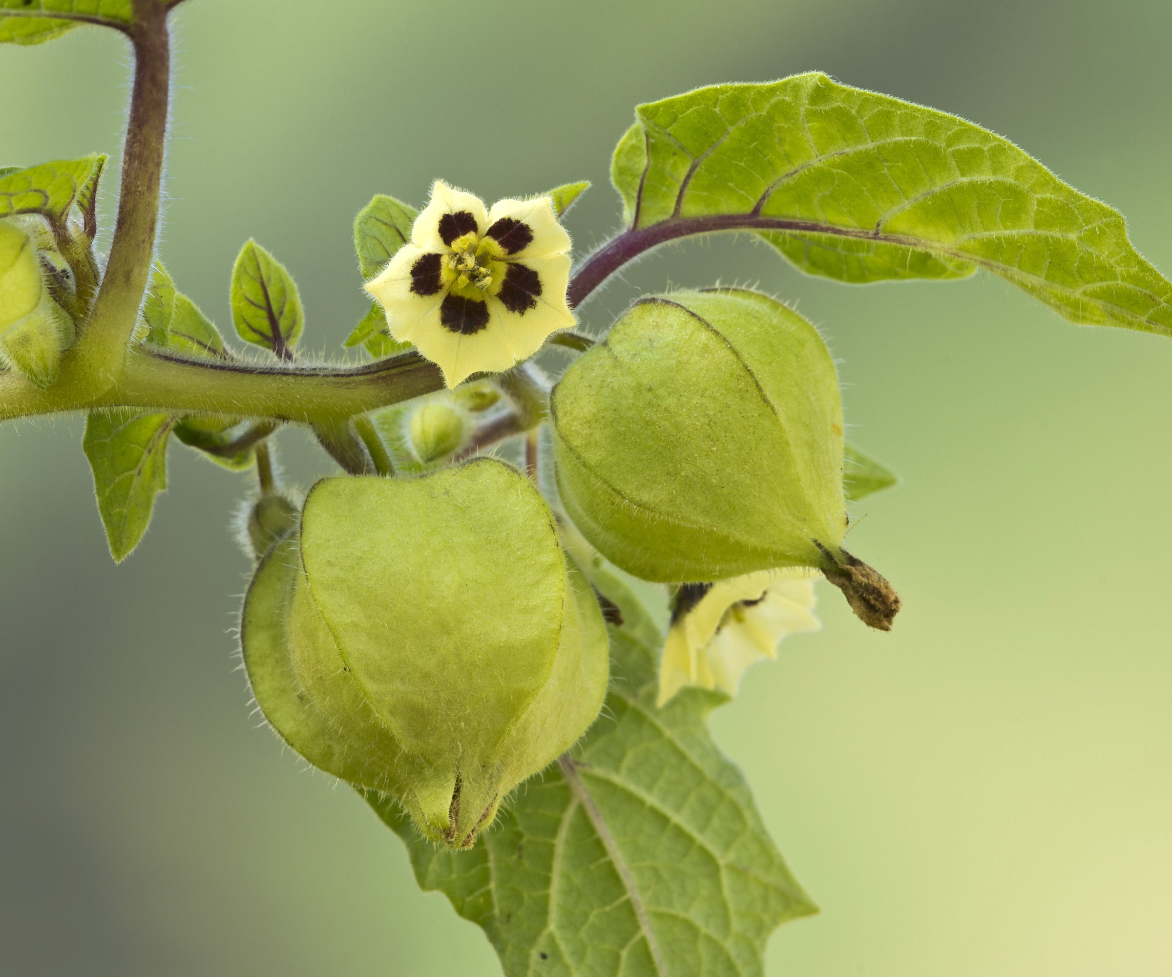 Fleur et fruit d'une plante de cerisier moulue de près