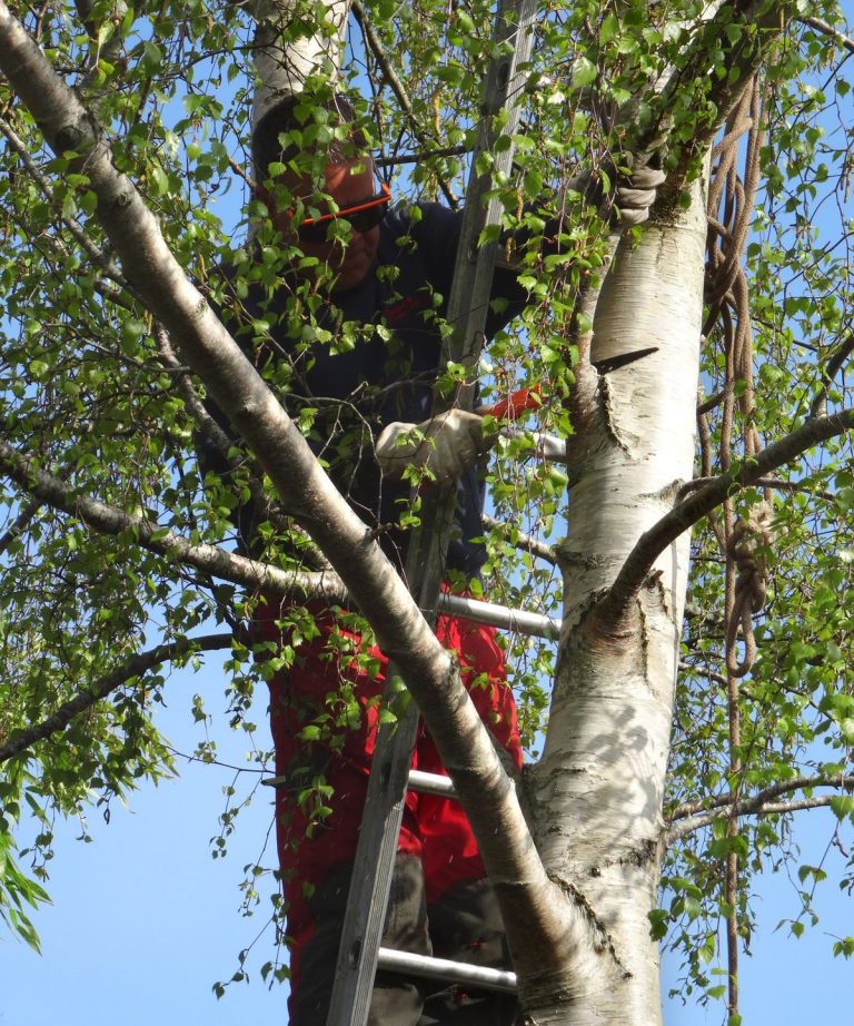 Comment tailler les bouleaux – Les arboriciens révèlent 5 règles d’or à suivre et 3 choses que vous ne devriez jamais faire Comment tailler les bouleaux - Les arboriciens révèlent 5 règles d'or à suivre et 3 choses que vous ne devriez jamais faire