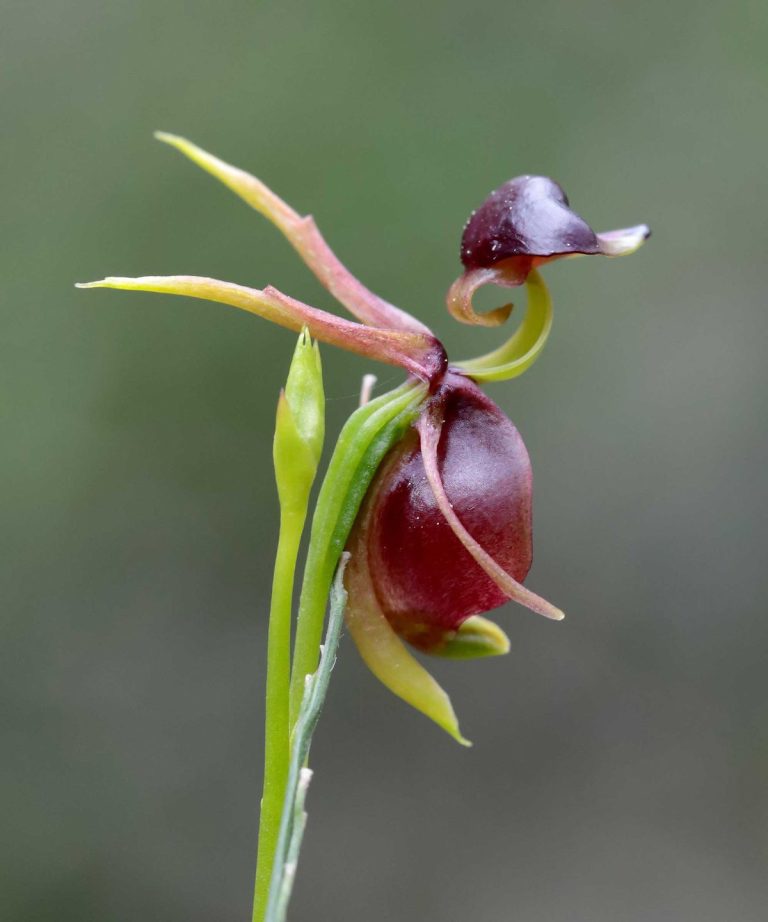 5 fleurs qui ressemblent à des oiseaux – des orchidées inhabituelles aux grandes beautés tropicales, ces fleurs frappantes ont une ressemblance étrange avec nos amis à plumes 5 fleurs qui ressemblent à des oiseaux - des orchidées inhabituelles aux grandes beautés tropicales, ces fleurs frappantes ont une ressemblance étrange avec nos amis à plumes