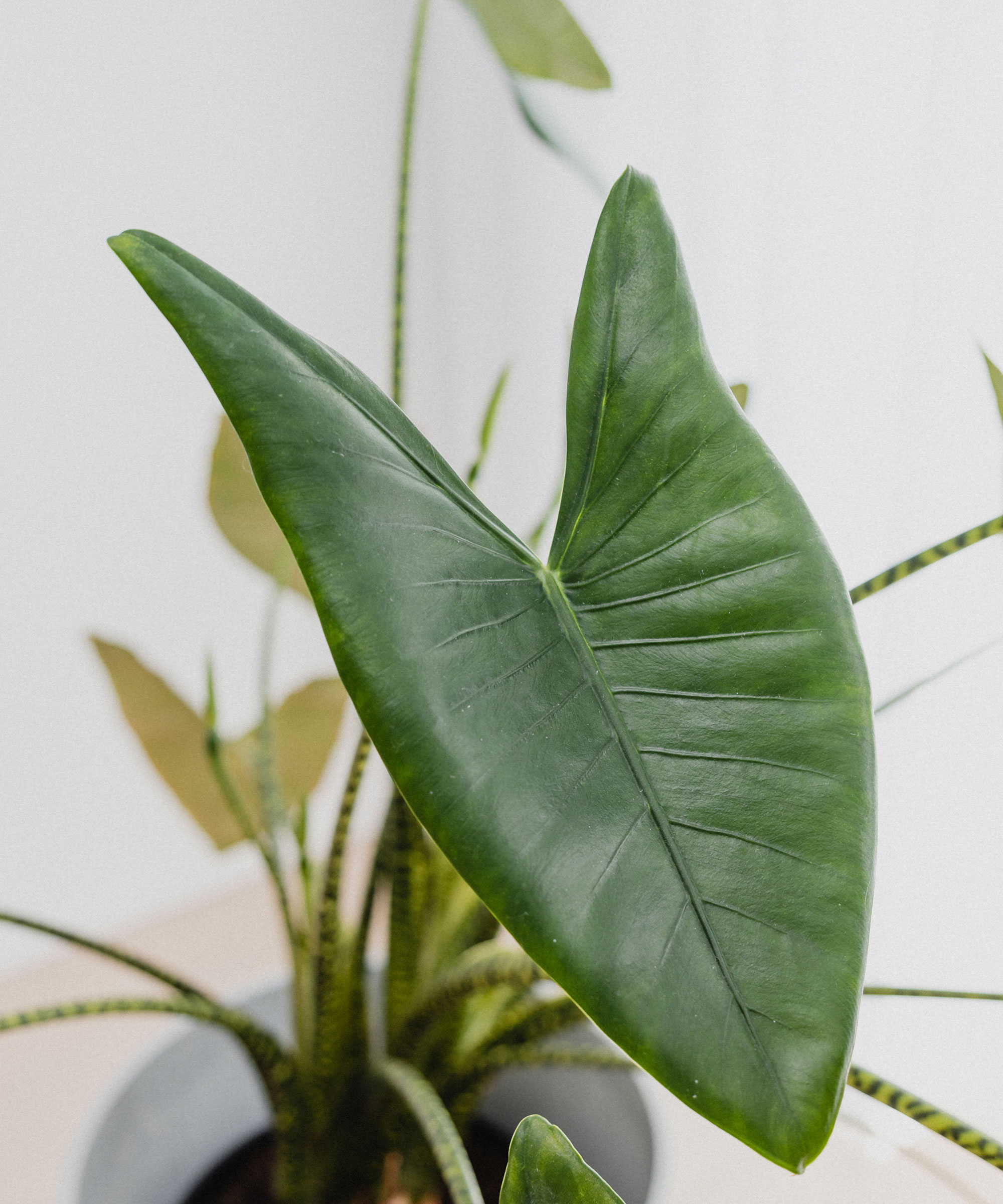 Feuilles d'une planche à arrière en Alocasia Zebrina