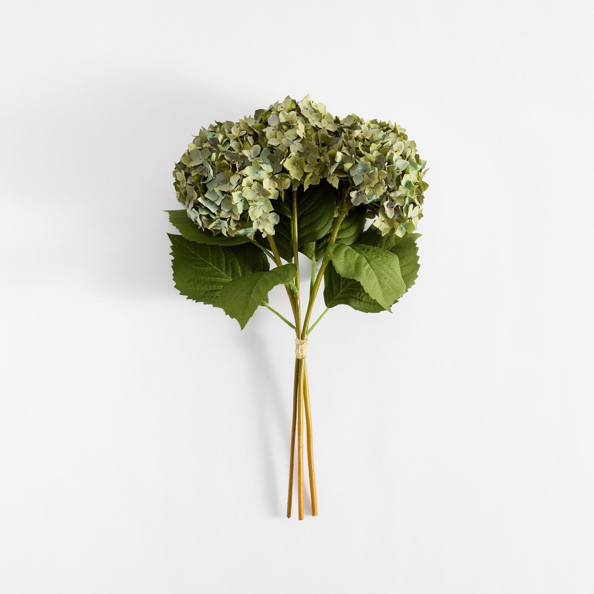 Forme d'hortensia vert poussiéreux