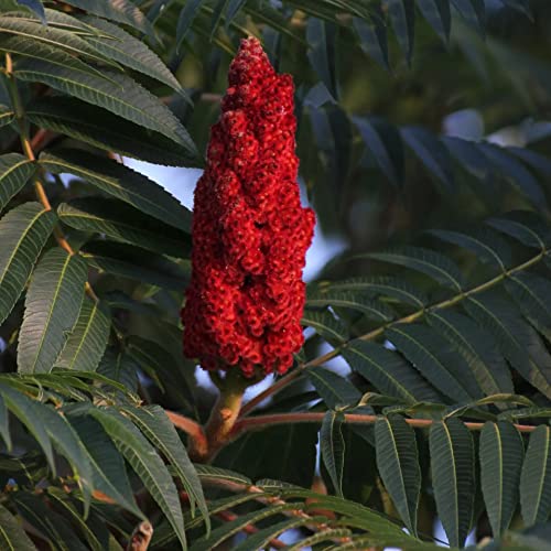 Votaniki Staghorn Sumac 2-3 ft Plant - Fruits vibrants et attraction faunique, Rhus Typhina | Usine rustique et à faible entretien (1 pack)
