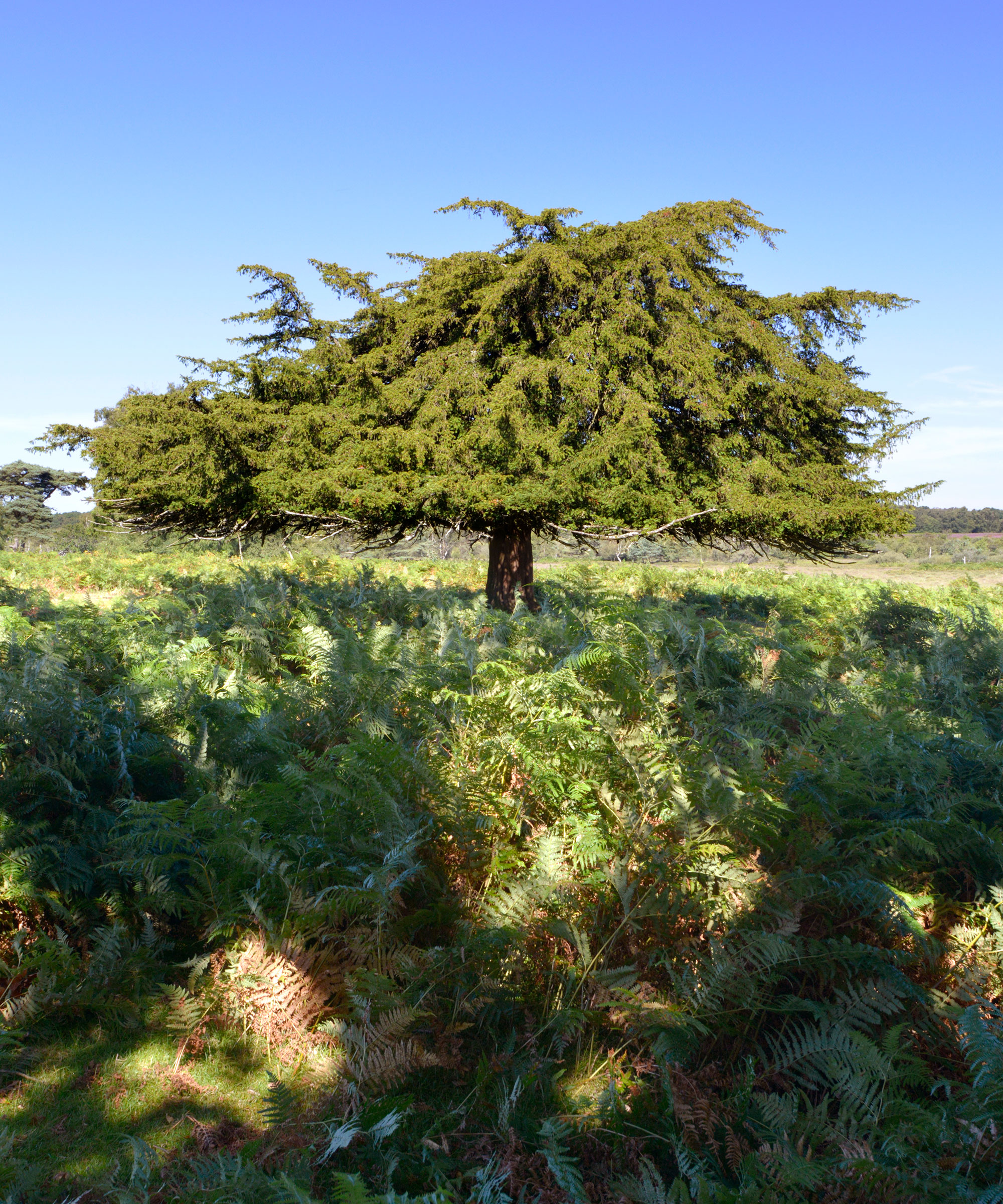 Identifier les arbres à britannique-anglais-yew-1-the-woodland-trust