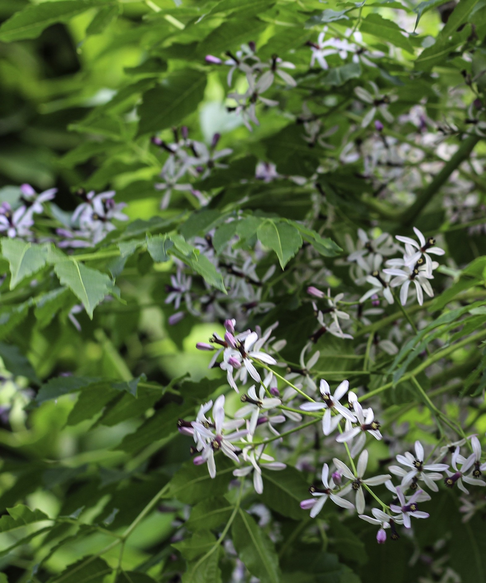 Fleurs blanches du chinaberry toxique en été