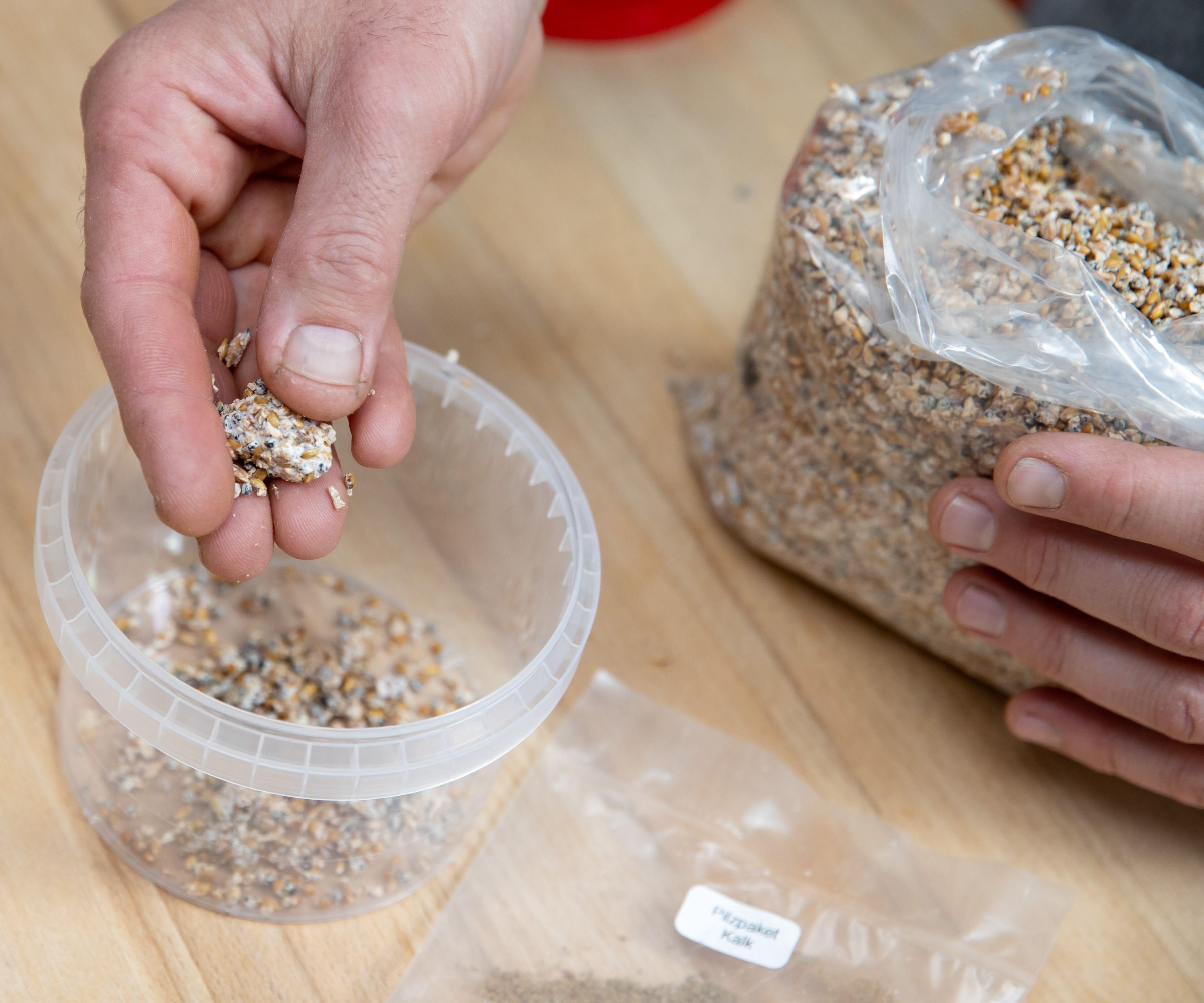 Spawn aux champignons d'huîtres ajoutés à un kit en croissance