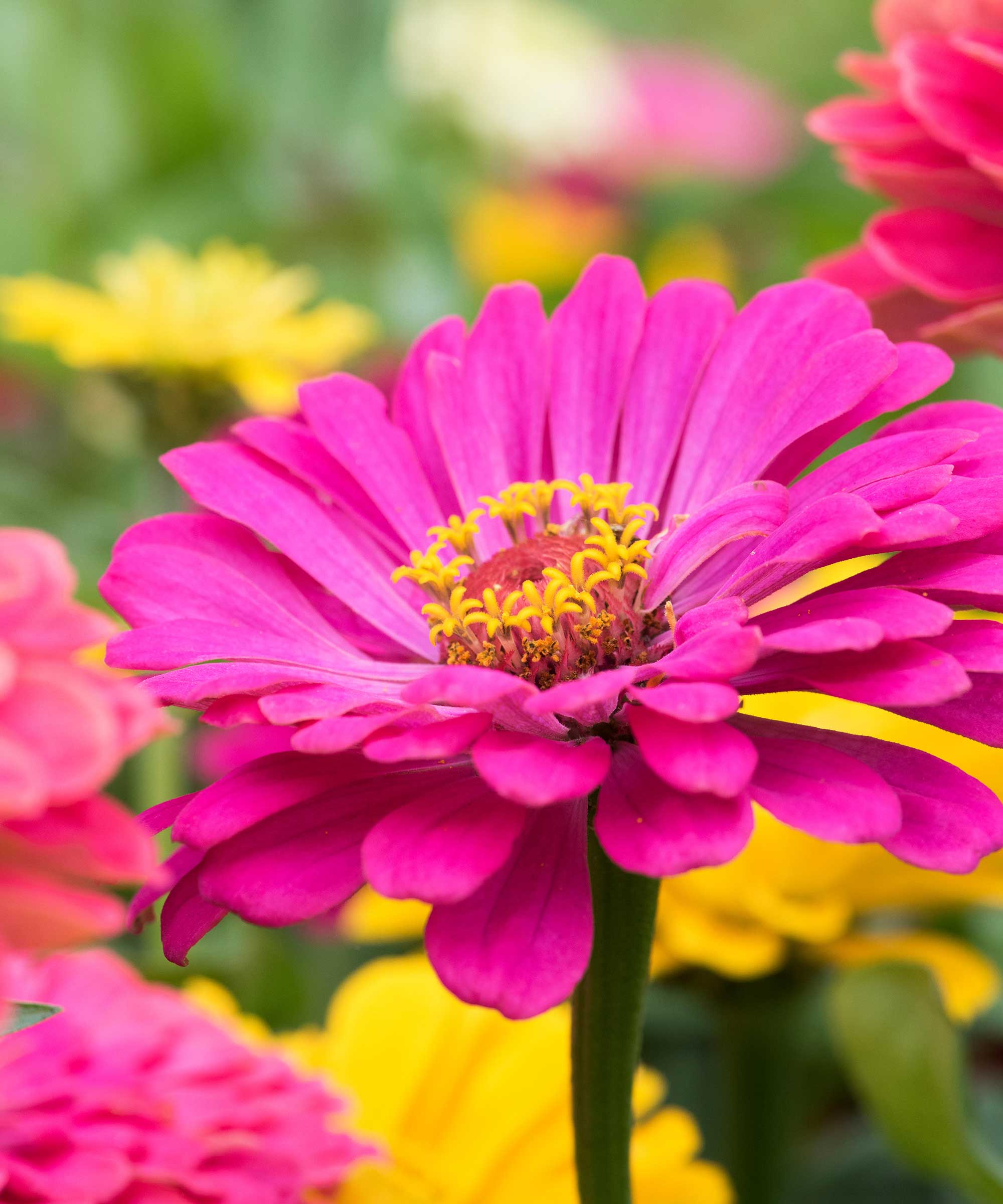 Zinnia rose
