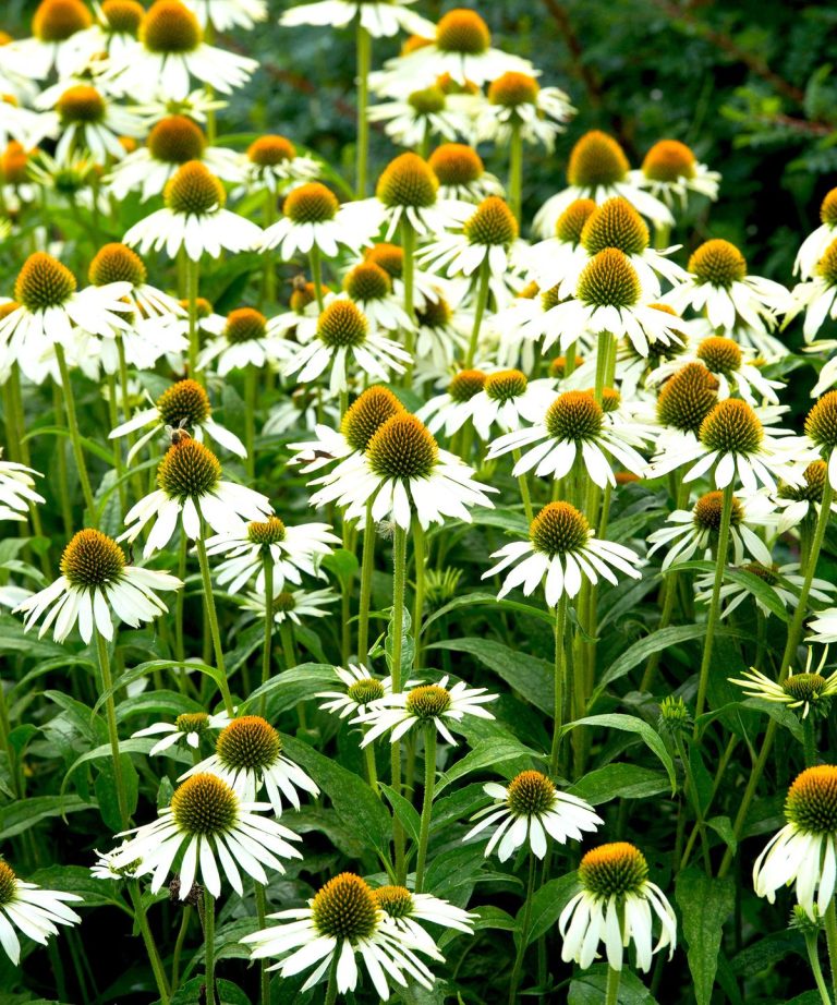 Ils peuvent être un peu indisciplinés, mais ces 9 fleurs élèveront l'esthétique du jardin du chaos, disent les horticulteurs