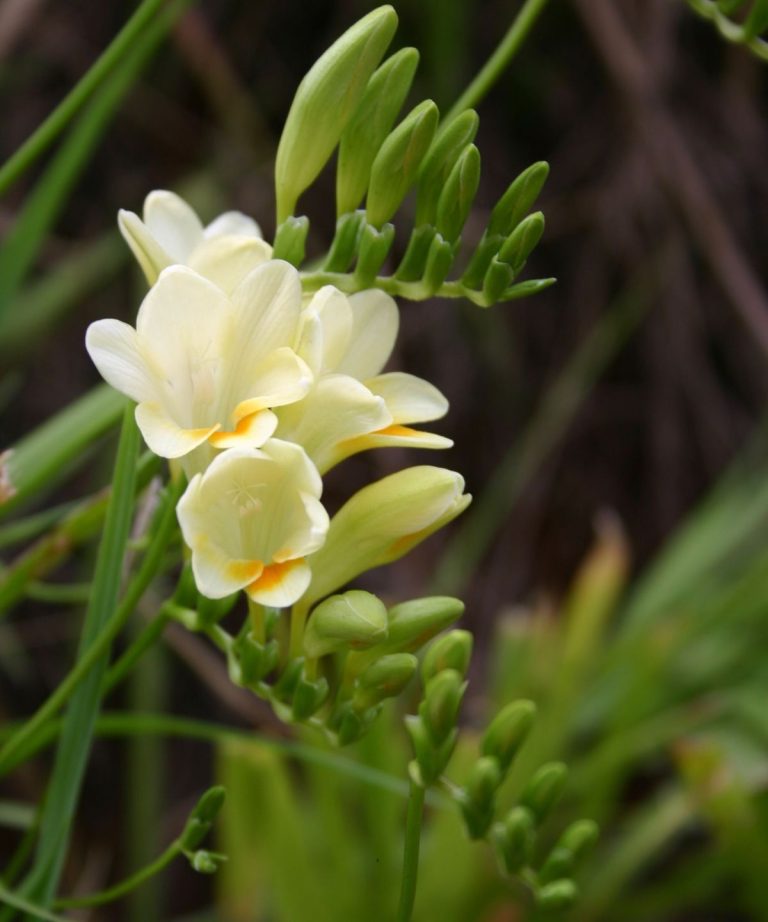 Comment planter des bulbes de freesia - un guide d'expert étape par étape pour les fleurs de l'infection et les délicates avec un parfum exquis