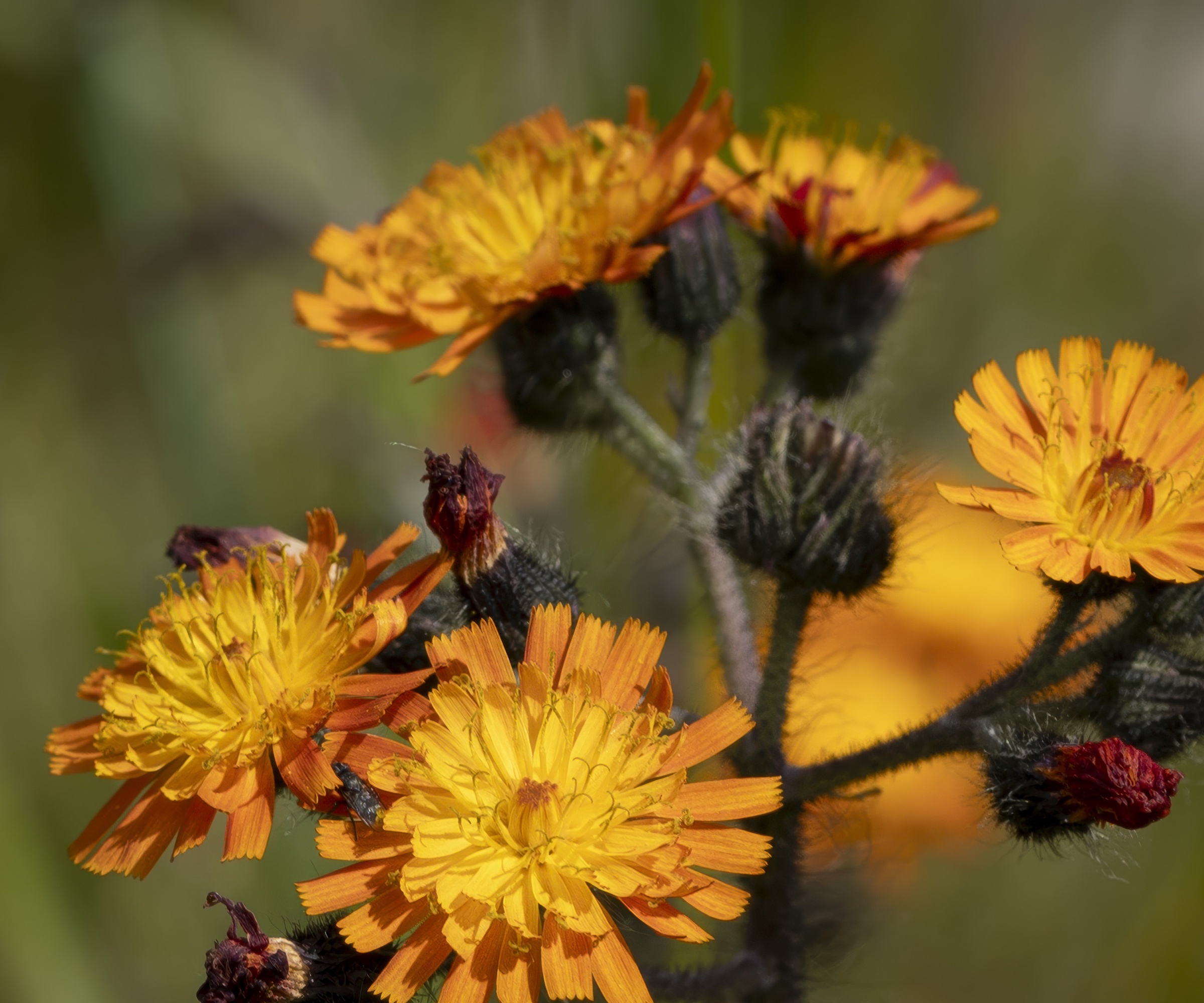 Orange Hawkweed, également connu sous le nom de Pilosella Aurantiaca