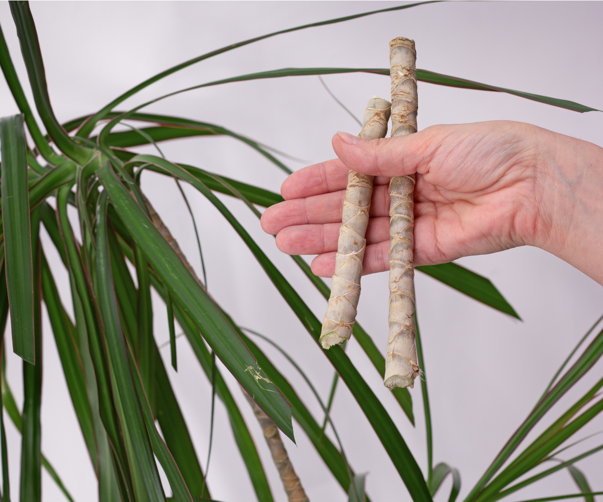 Boutures d'arbres de dragon