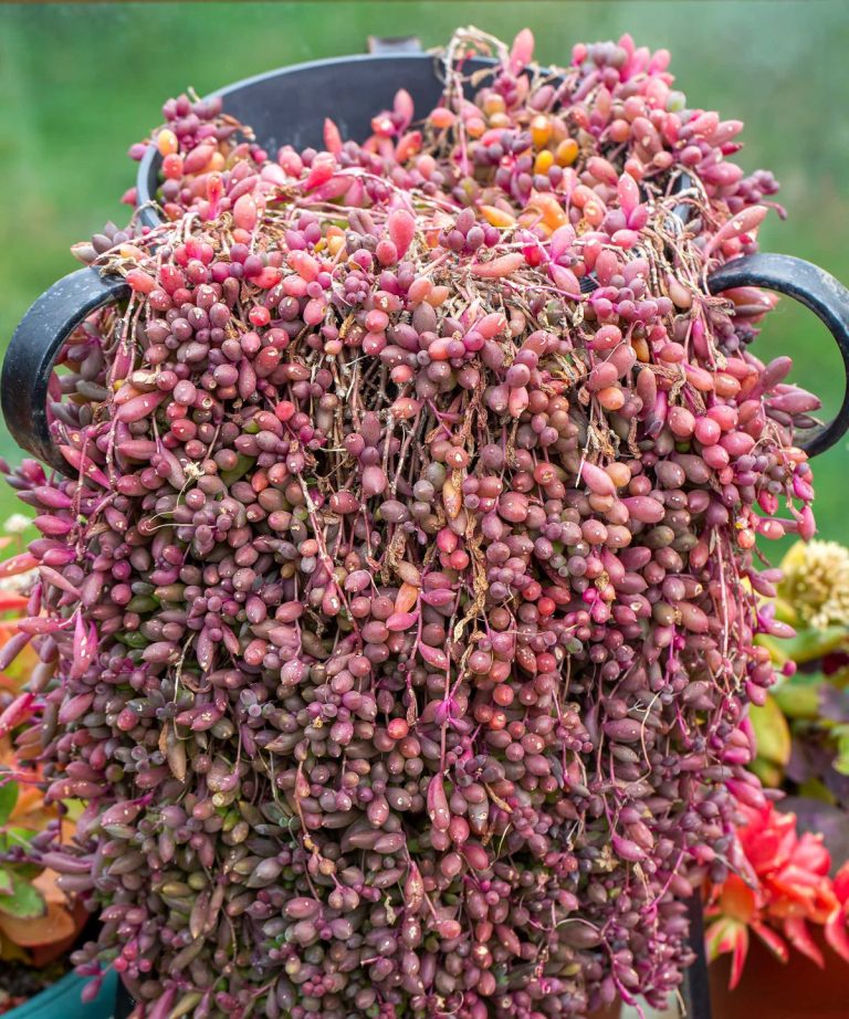 5 plantes succulentes à croissance rapide pour planter à l'extérieur - pour un impact rapide et dramatique sur les frontières et les pots