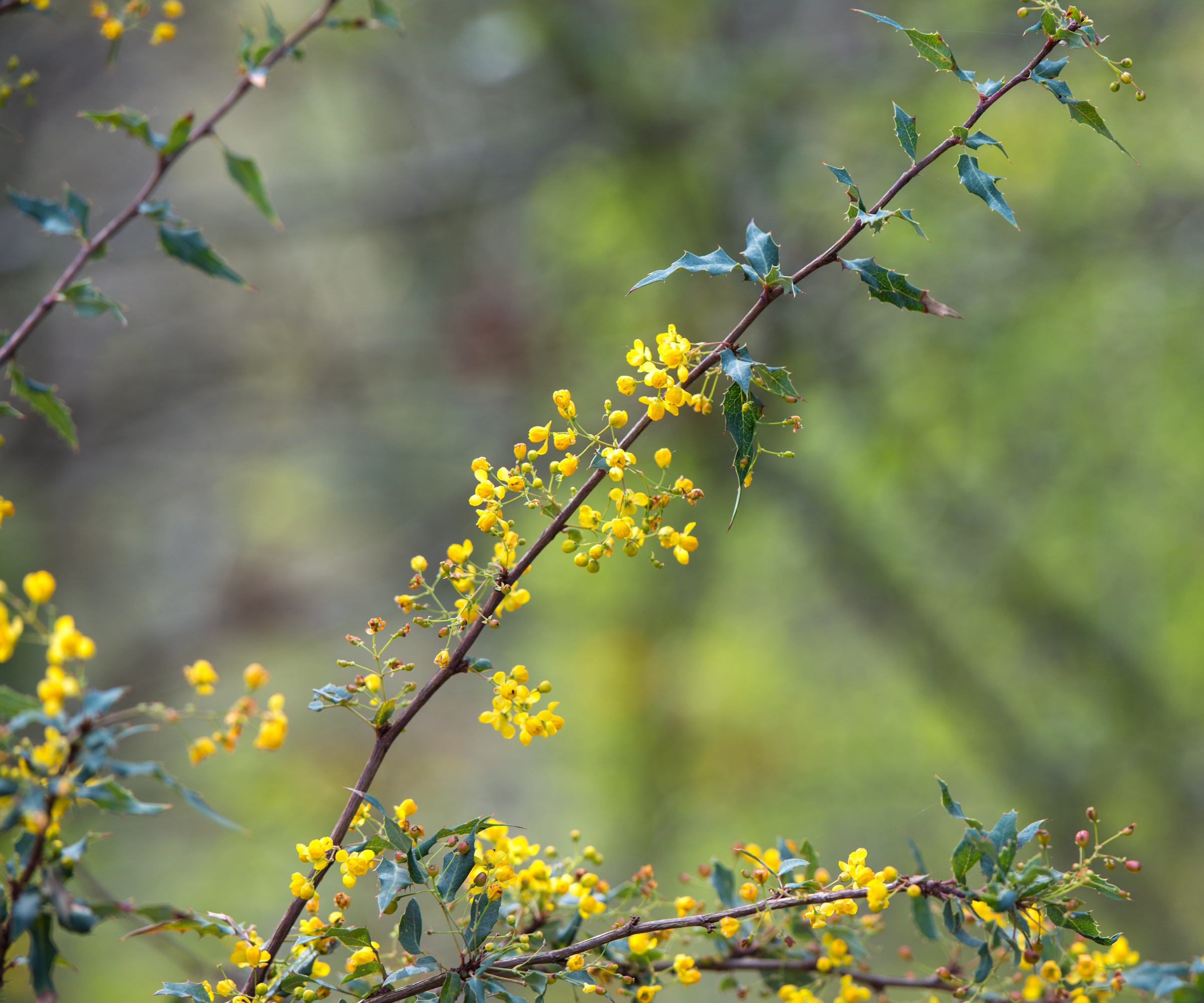 Barberge de Nevin Vu ici avec des fleurs jaunes dans une bordure de printemps
