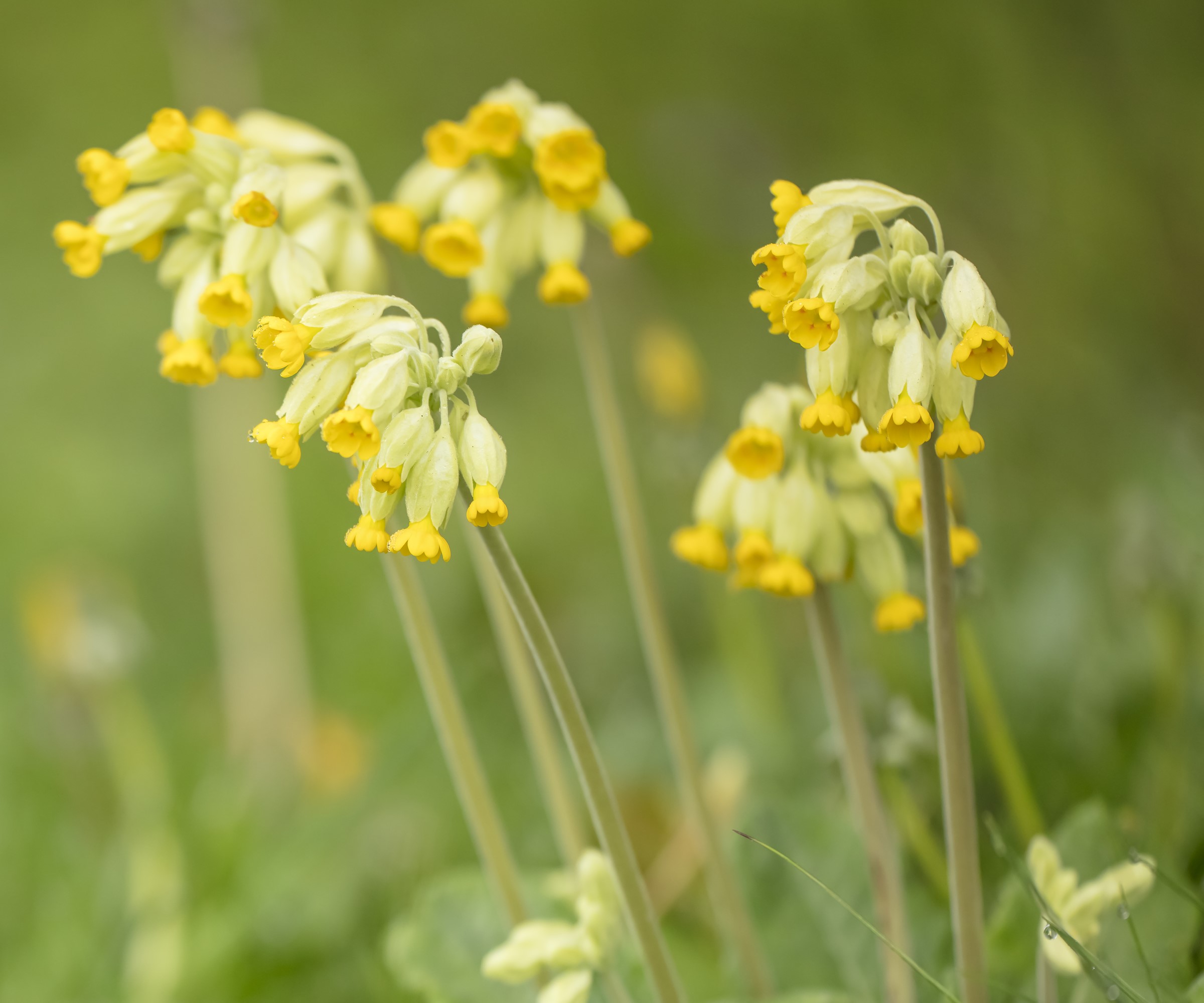 Primula veris vowslip en fleurs