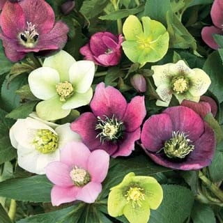 3 Rose de Carême / Hellebores: une plante chacune dans trois pots 2 1/2 pouces - idéal pour la plantation d'automne!