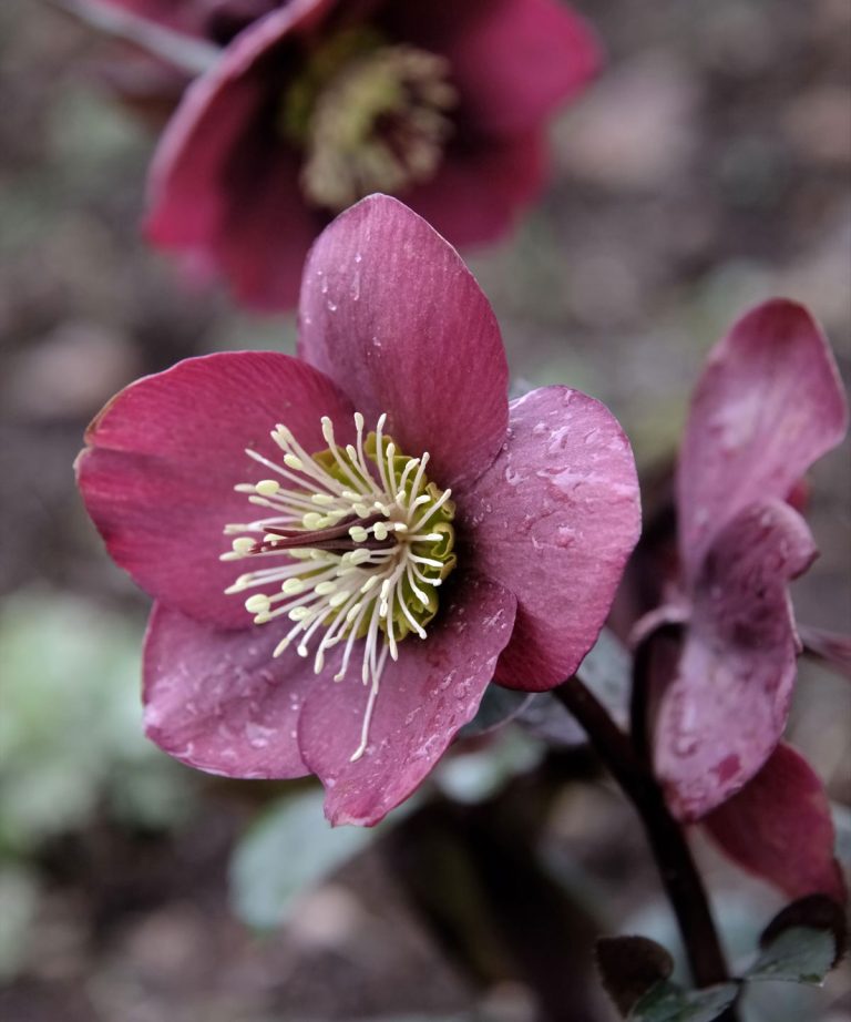 Meilleures plantes pour les pollinisateurs du début du printemps - 5 espèces riches en nectar pour soutenir les abeilles et les papillons, ainsi que des conseils d'experts sur la façon de les faire pousser