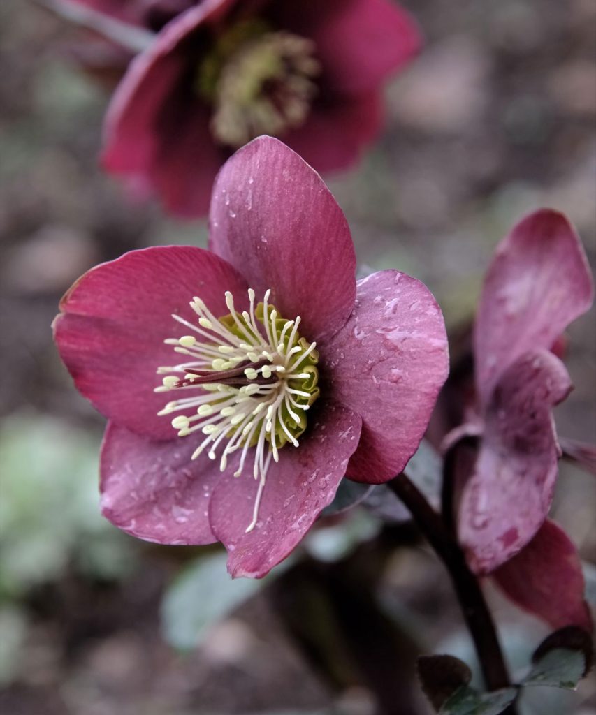 Meilleures plantes pour les pollinisateurs du début du printemps – 5 espèces riches en nectar pour soutenir les abeilles et les papillons, ainsi que des conseils d’experts sur la façon de les faire pousser Meilleures plantes pour les pollinisateurs du début du printemps - 5 espèces riches en nectar pour soutenir les abeilles et les papillons, ainsi que des conseils d'experts sur la façon de les faire pousser