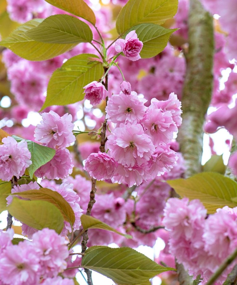 Comment faire pousser des cerisiers à fleurs dans des pots - conseils d'experts pour des masses de fleur qui transformeront même les plus petits espaces