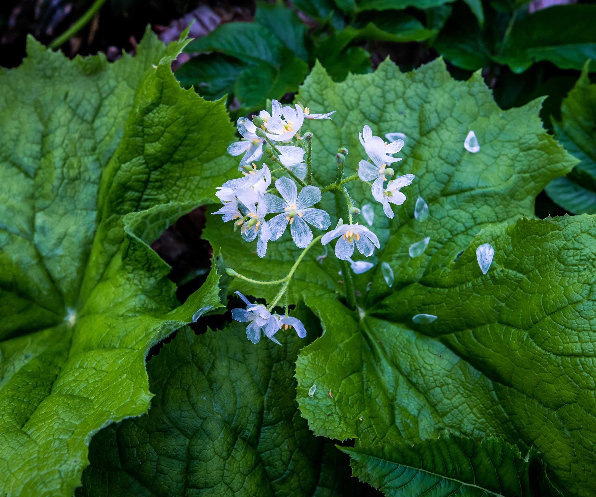 Fleur squelette sous la pluie
