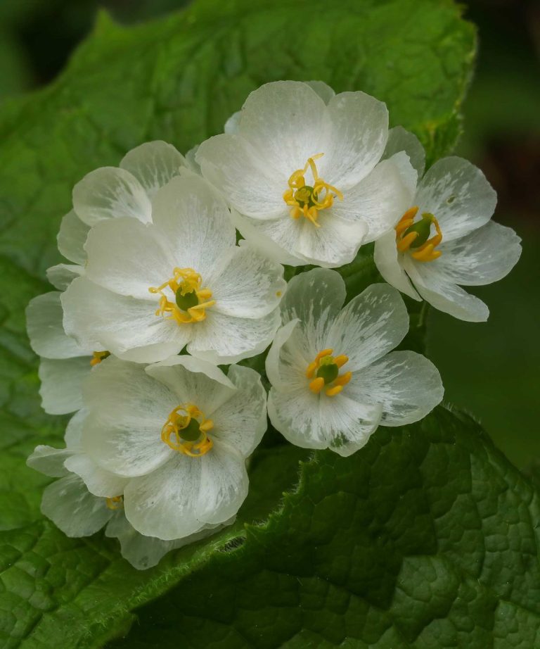 Comment faire pousser une fleur squelette - pour une plante boisée inhabituelle avec des pétales qui deviennent transparents sous la pluie