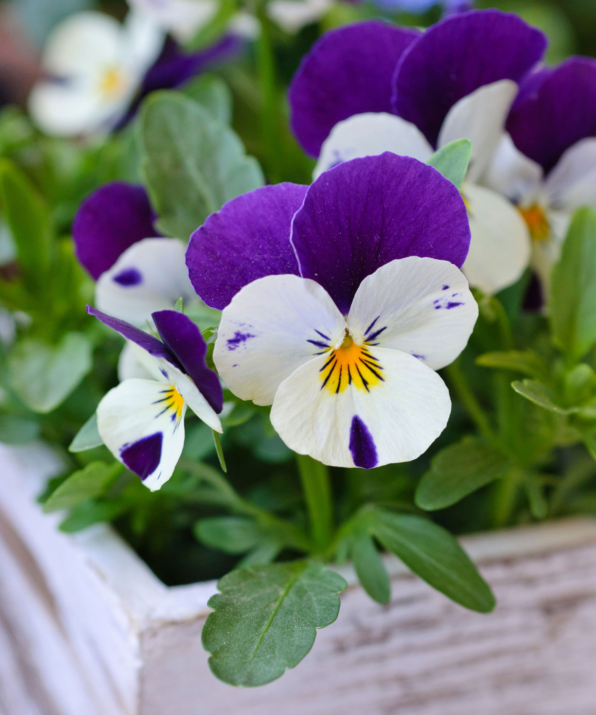 alto violet et blanc dans un récipient à ressort