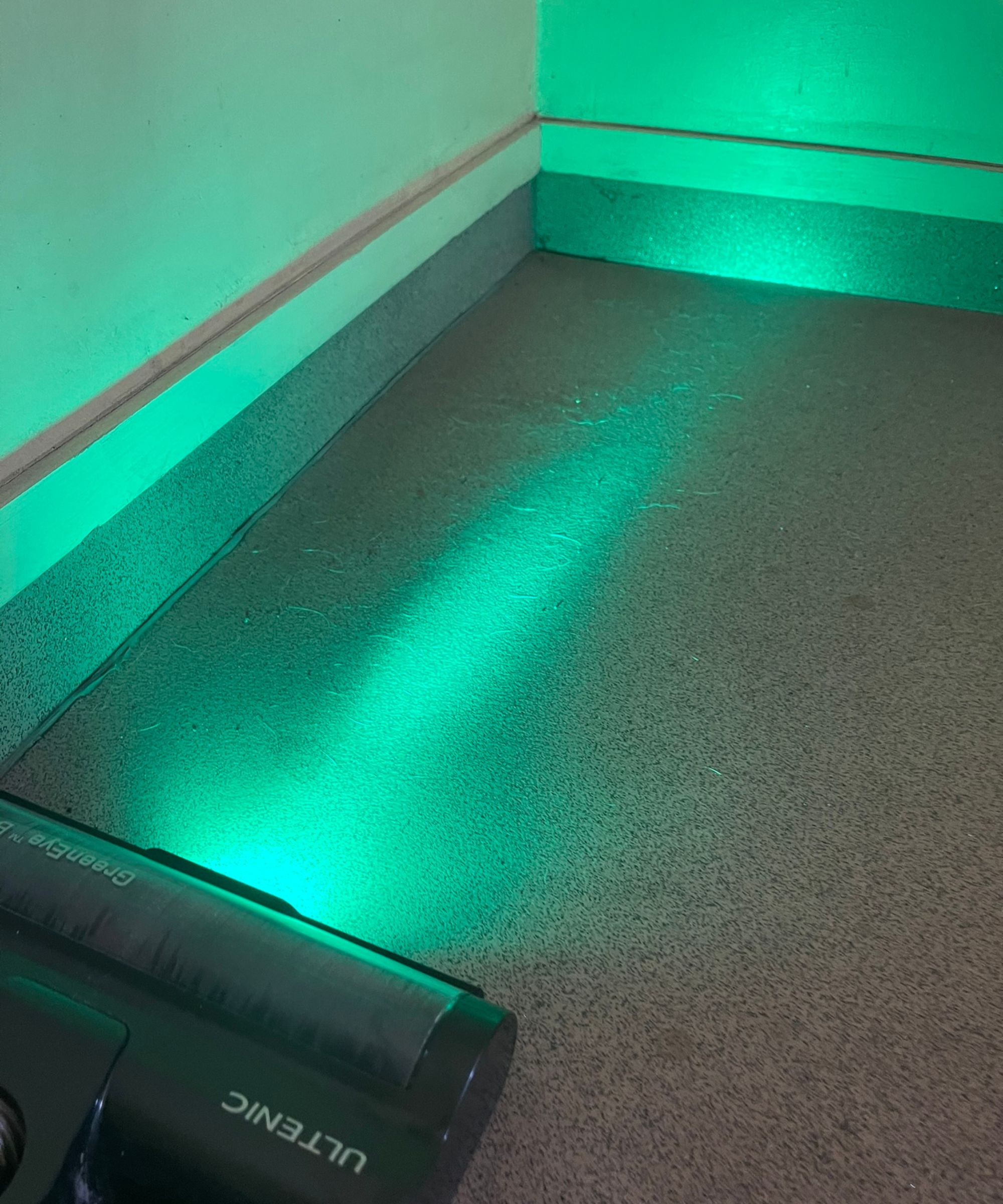 Le laser Ultenic U16 Flex Green révélant les poils cachés pour animaux de compagnie sur un sol dur et gris au Bristol Animal Rescue Center.