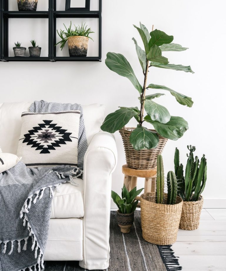 Ces gants de saupoudrage de plante d’intérieur de 8 $ ont rendu ma plante les feuilles plus brillantes que jamais – et je les utilise même pour nettoyer ma maison Ces gants de saupoudrage de plante d'intérieur de 8 $ ont rendu ma plante les feuilles plus brillantes que jamais - et je les utilise même pour nettoyer ma maison