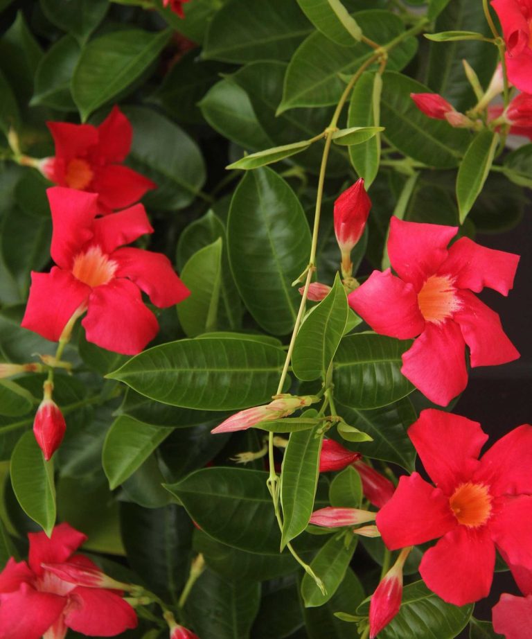 Comment cultiver Mandevilla – Conseils d’experts pour cultiver cette vigne à fleurs tropicales, un joyau de la forêt tropicale brésilienne Comment cultiver Mandevilla - Conseils d'experts pour cultiver cette vigne à fleurs tropicales, un joyau de la forêt tropicale brésilienne