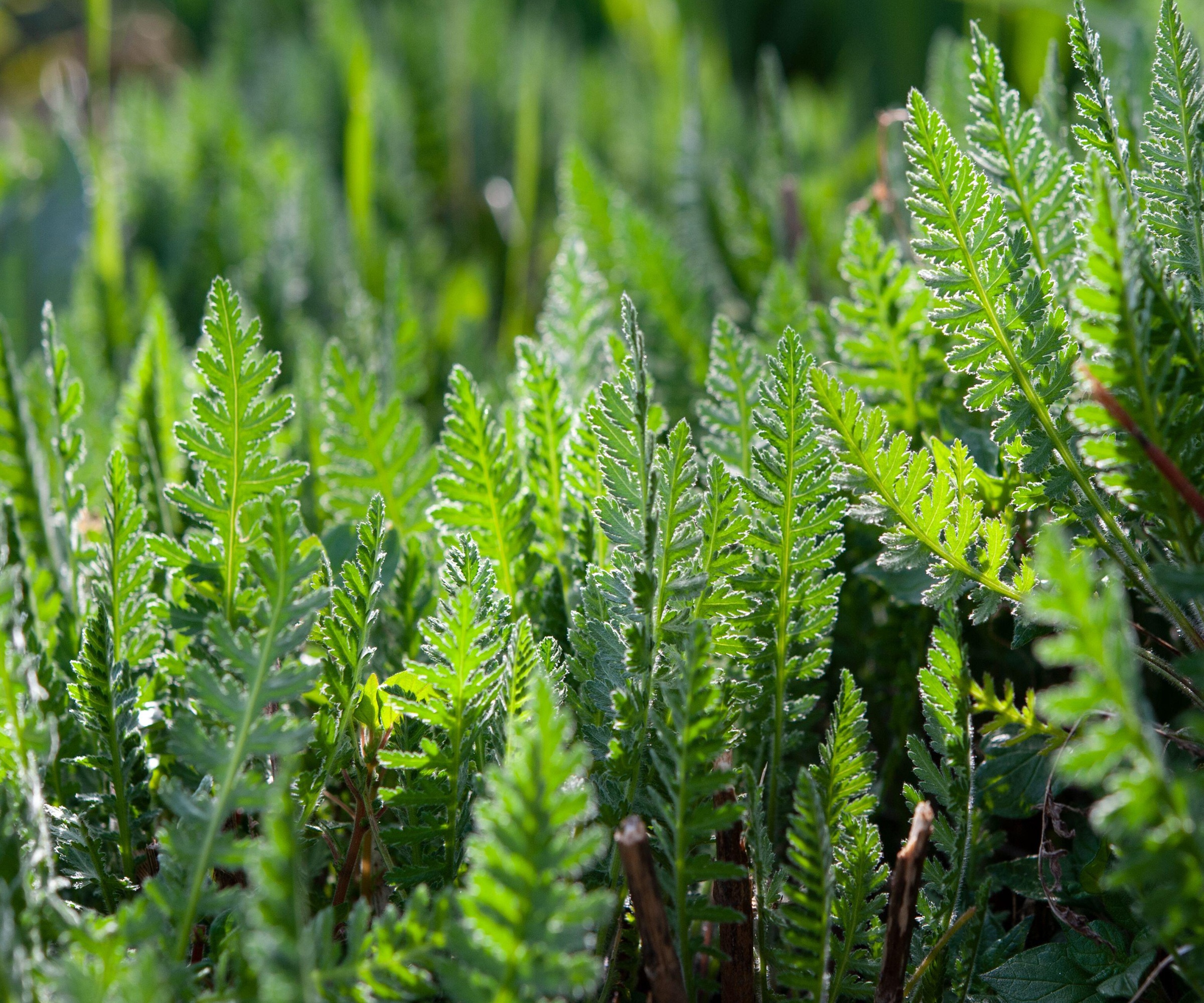 Yarrow commun, Achillea