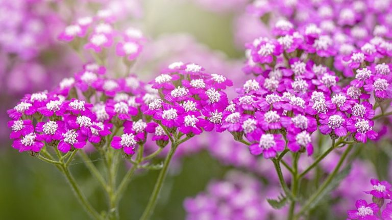 Comment cultiver la mine commune – cette plante vivace tolérante à la sécheresse apportera une couleur vibrante et durable à votre cour Comment cultiver la mine commune - cette plante vivace tolérante à la sécheresse apportera une couleur vibrante et durable à votre cour