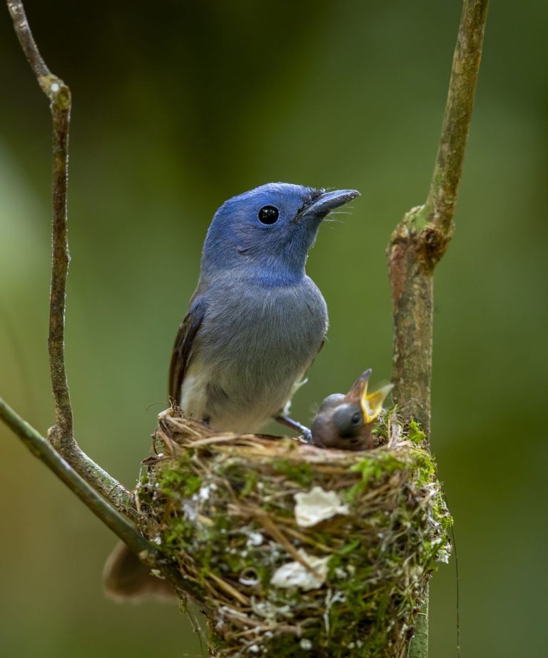 Quand est-il trop tard pour couper les haies pour protéger les oiseaux nichés? Conseils d’experts sur les réglementations juridiques et assurer la sécurité des oiseaux chanteurs dans votre cour Quand est-il trop tard pour couper les haies pour protéger les oiseaux nichés? Conseils d'experts sur les réglementations juridiques et assurer la sécurité des oiseaux chanteurs dans votre cour