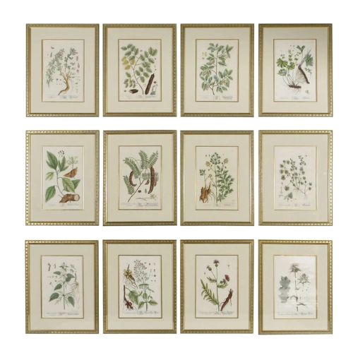 12 œuvres d'art botaniques vintage avec des cadres d'or