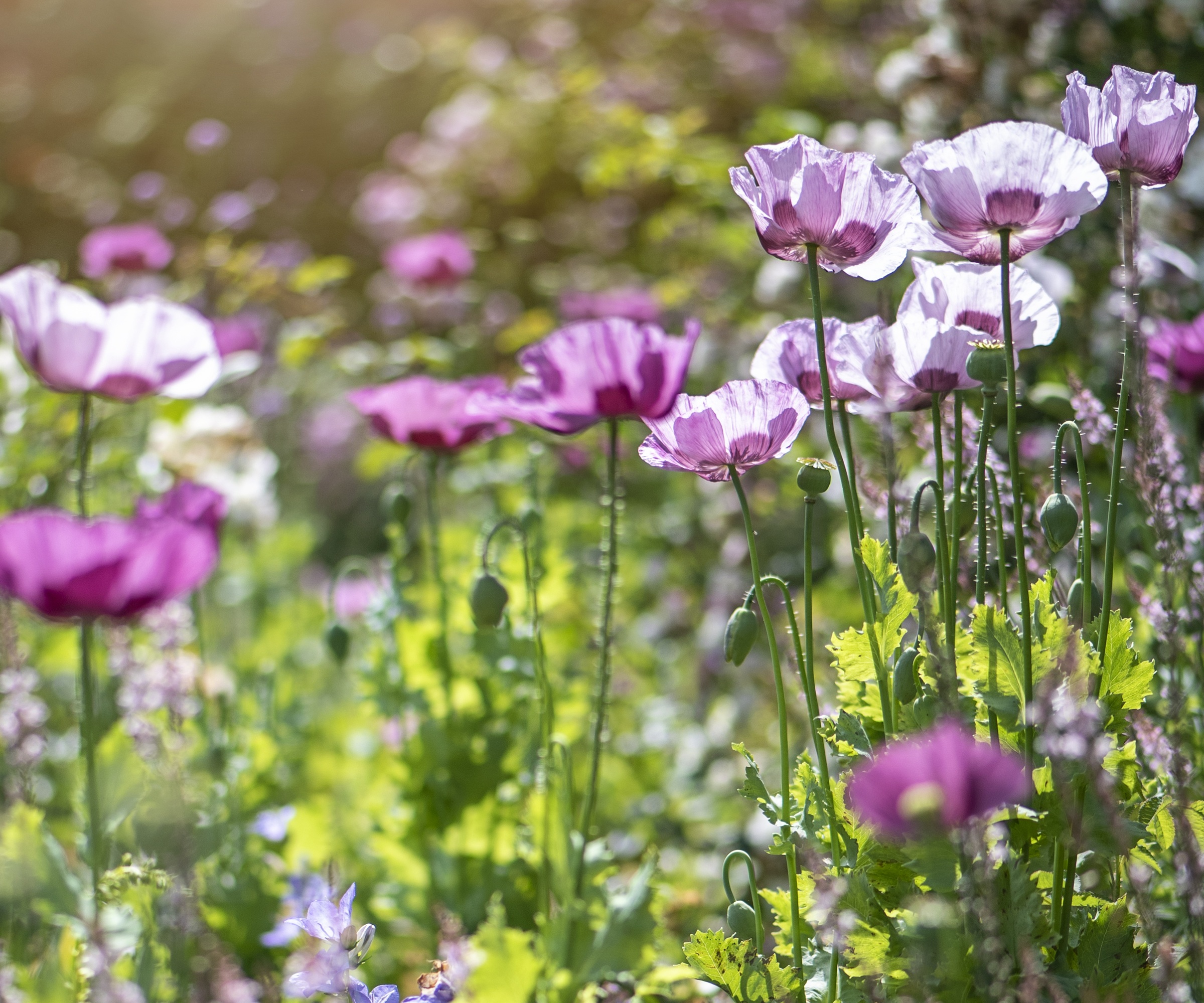 Papaver Somniferum, pavot à opium