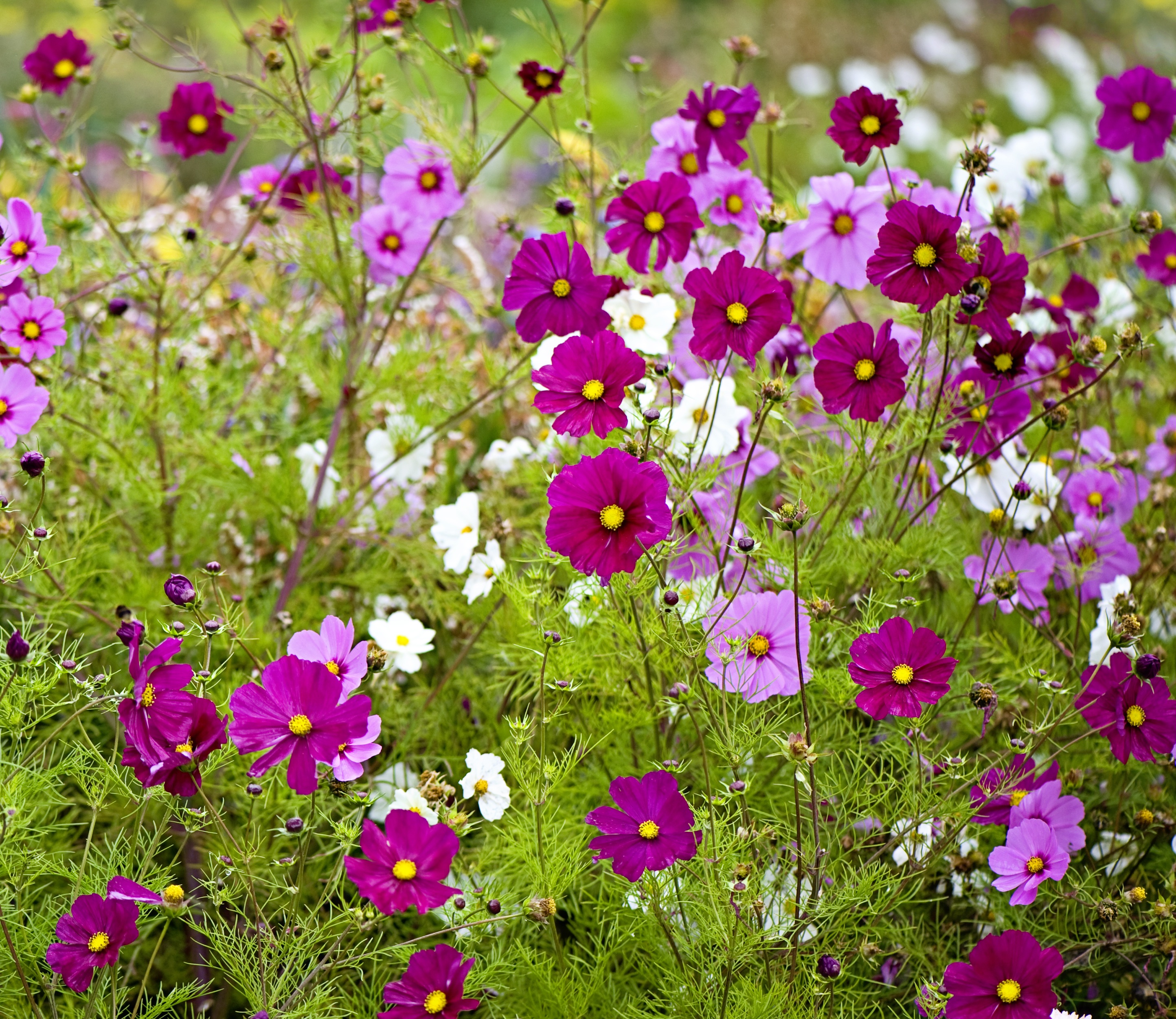 Sonate Cosmos, Cosmos