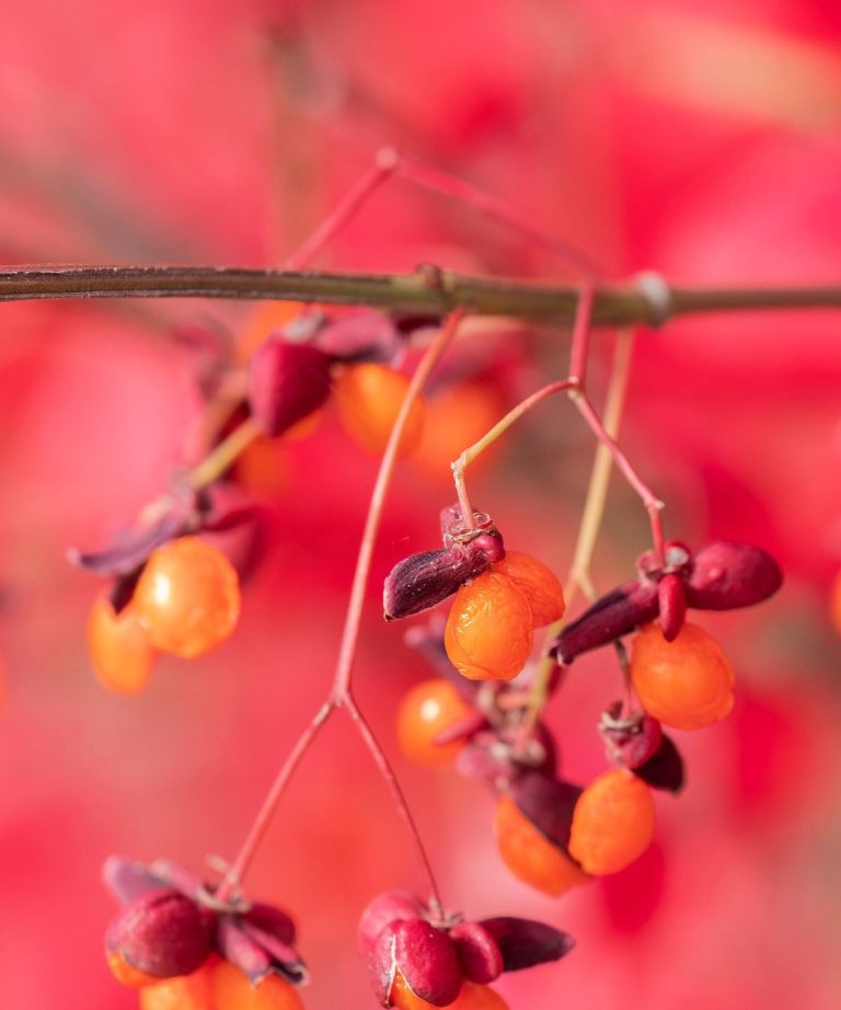 Burning Bush est-il invasif? Conseils d’experts pour contrôler cet arbuste vigoureux, ainsi que des alternatives indigènes pour grandir à la place Burning Bush est-il invasif? Conseils d'experts pour contrôler cet arbuste vigoureux, ainsi que des alternatives indigènes pour grandir à la place