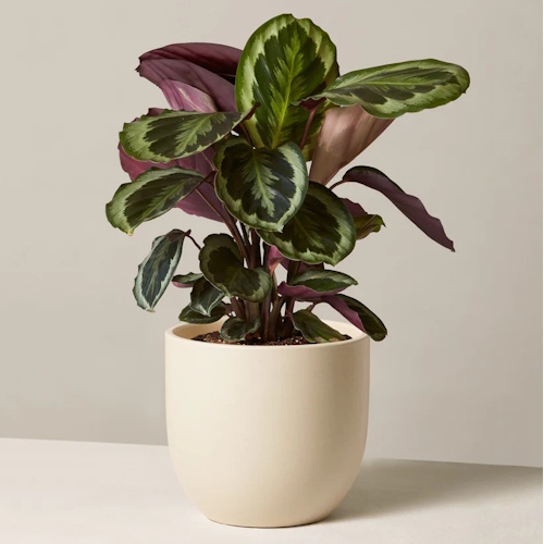 Le médaillon de calathea du seuil