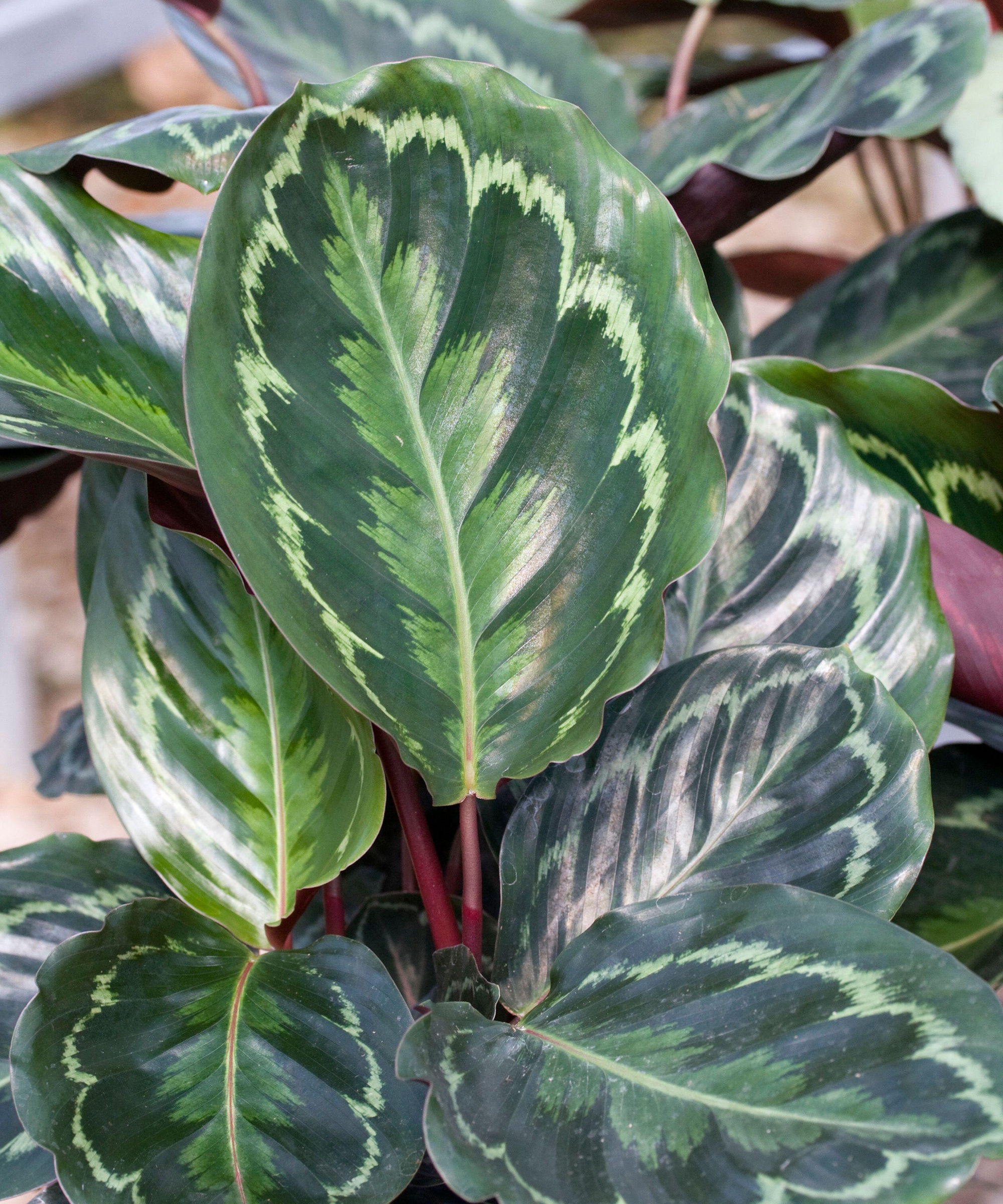 Médaillon de Calathea