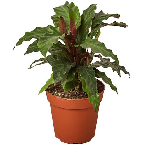 Walmart Furry Feather Calathea