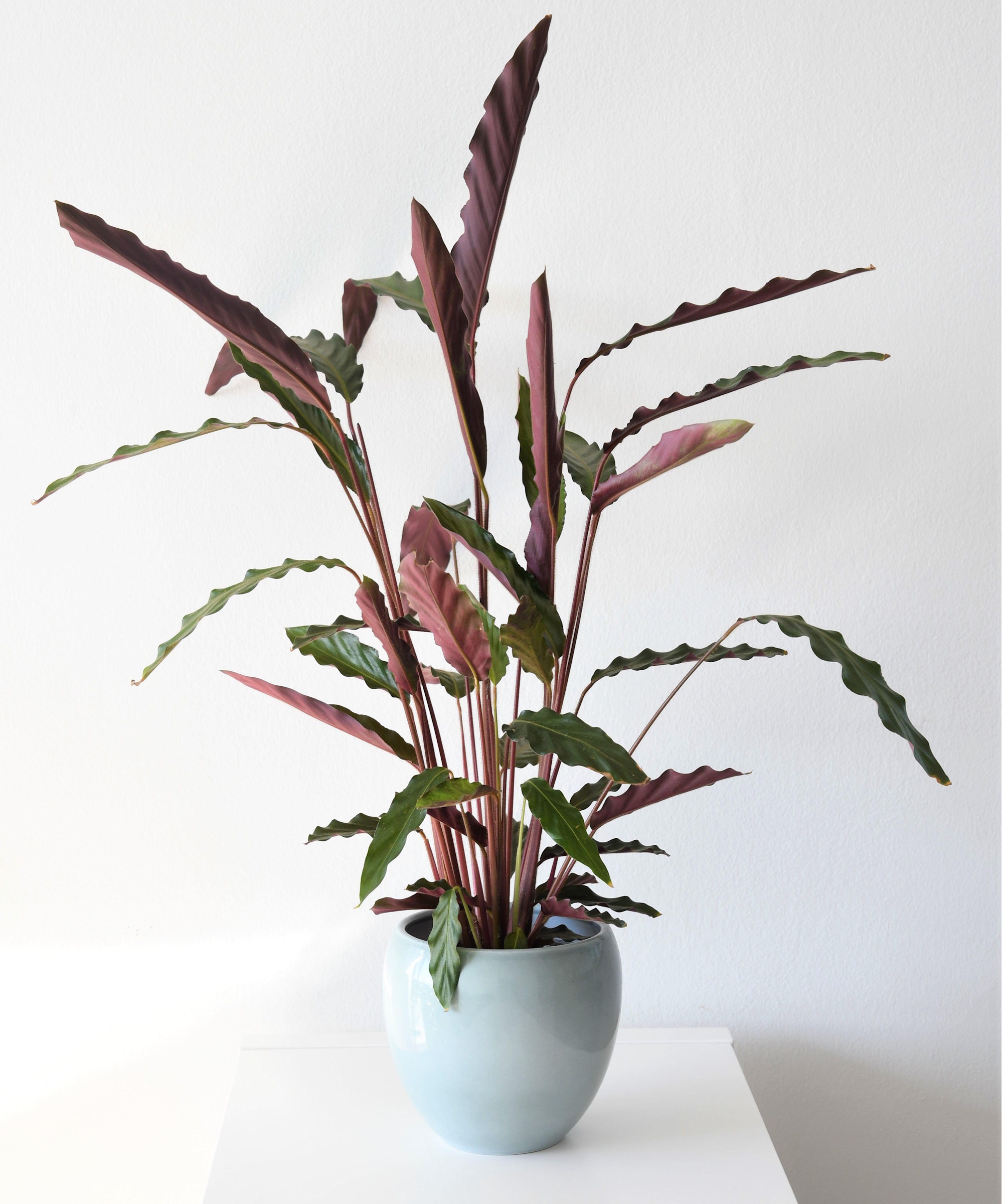 Plume à fourrure calathea