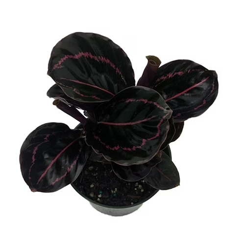 Walmart Dottie Rose Calathea