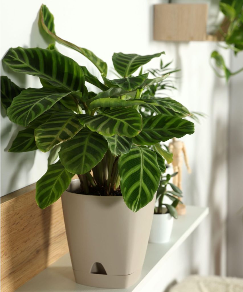 Ces 5 variétés Calathea ressemblent à des œuvres - un expert en planche d'intérieur révèle ce qui les rend uniques et comment s'occuper de chacun