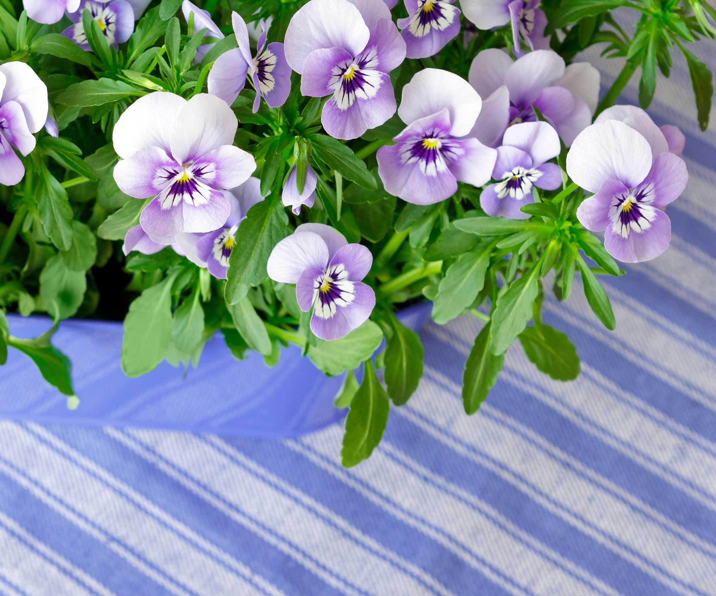 Pansies dans le conteneur
