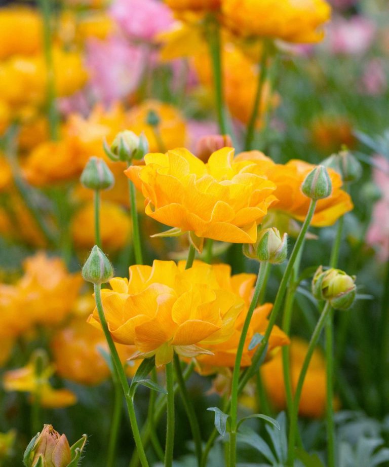 11 plantes de fleurs de printemps garanties d’ajouter de la joie et de la couleur édifiante à votre cour 11 plantes de fleurs de printemps garanties d'ajouter de la joie et de la couleur édifiante à votre cour