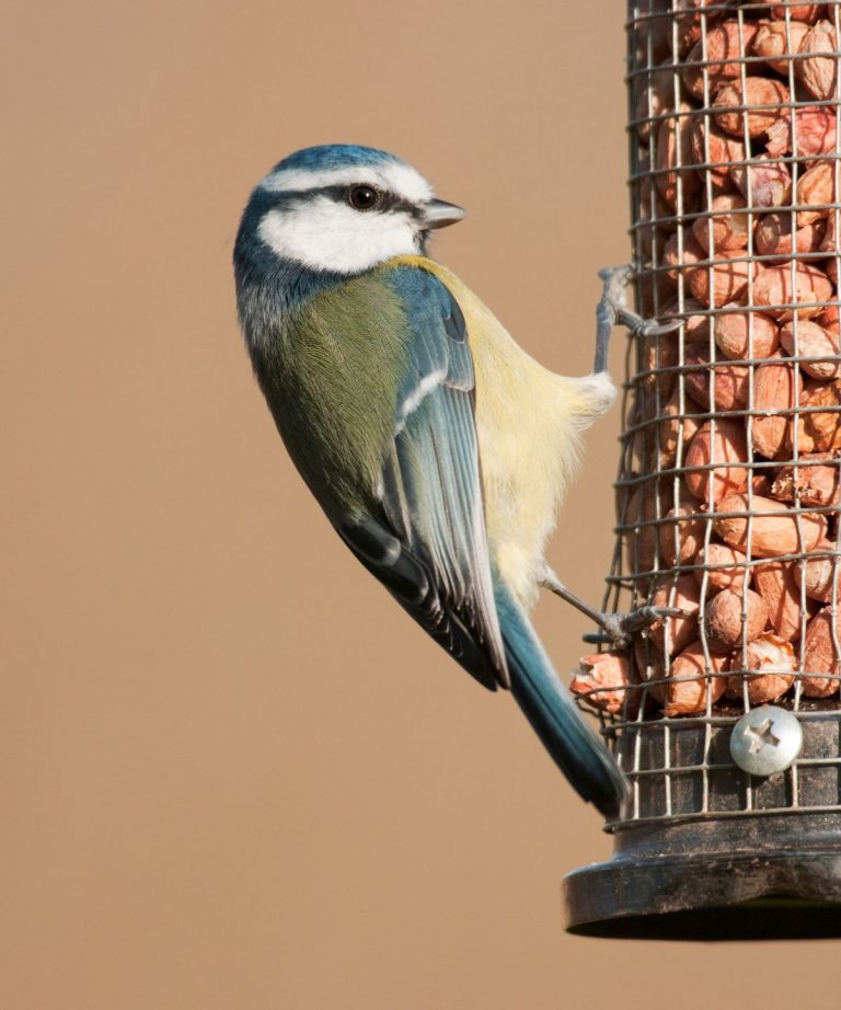 Comment faire une mangeoire à oiseaux de bouteille de bricolage – Un ornithologue expert révèle comment réutiliser les vieilles bouteilles pour aider la faune locale Comment faire une mangeoire à oiseaux de bouteille de bricolage - Un ornithologue expert révèle comment réutiliser les vieilles bouteilles pour aider la faune locale