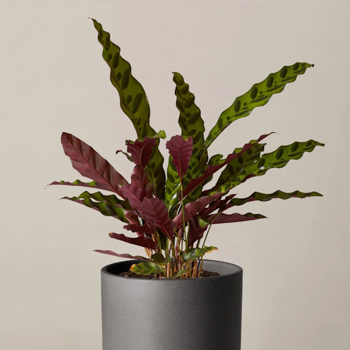 Le Sill Rattlesnake Calathea