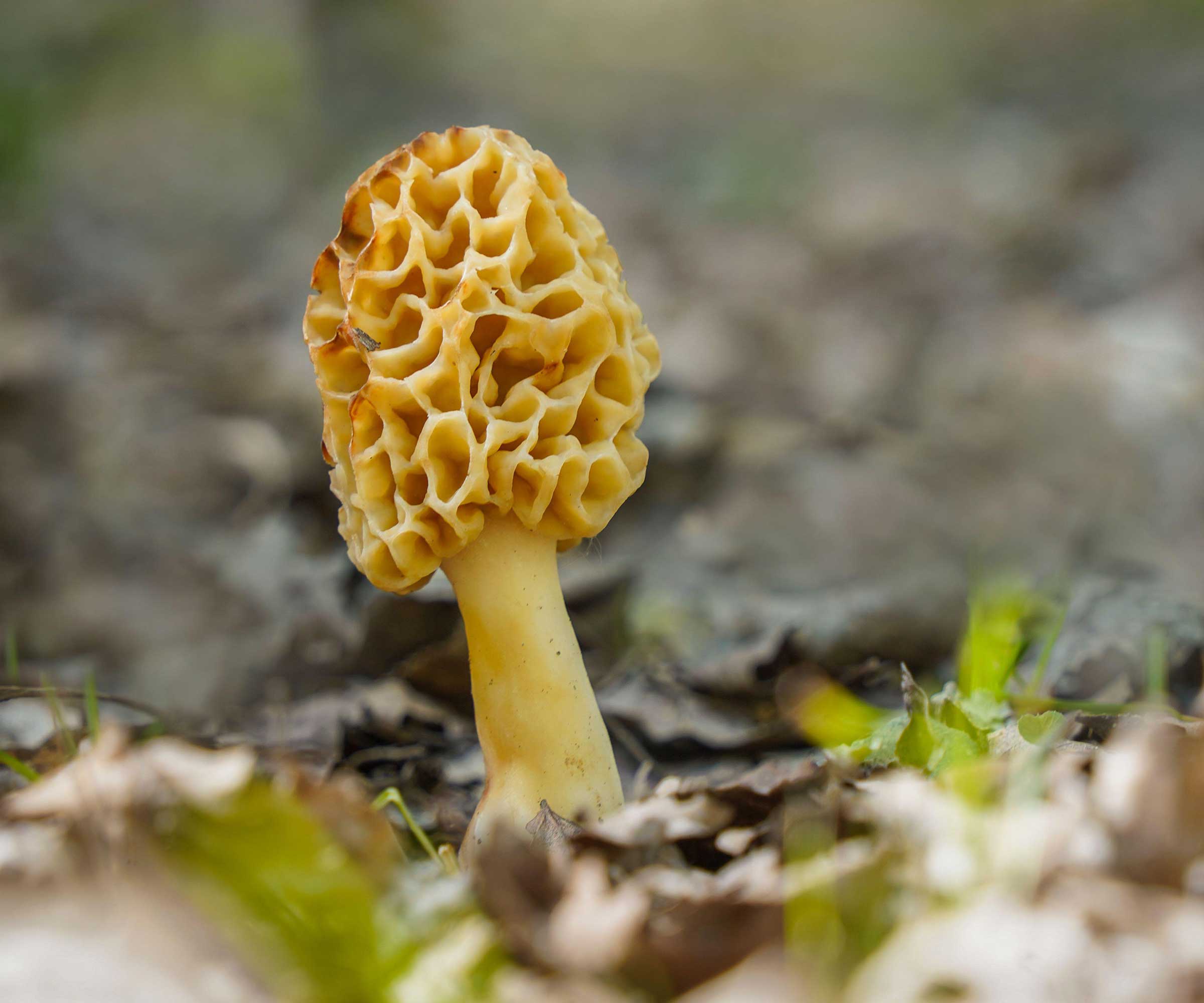 Champignon de morelle unique en croissance