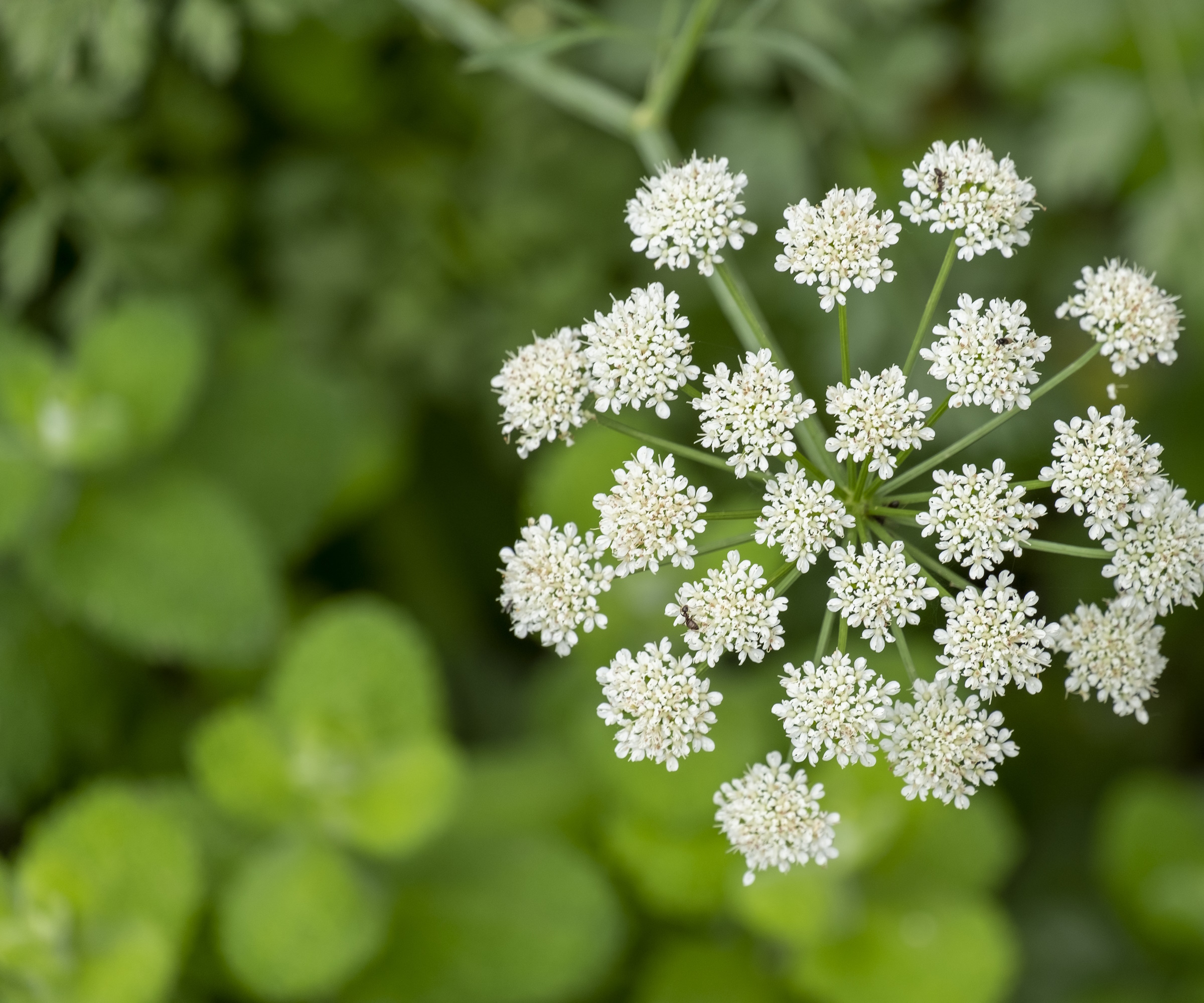 Anisum pimpinella fleur