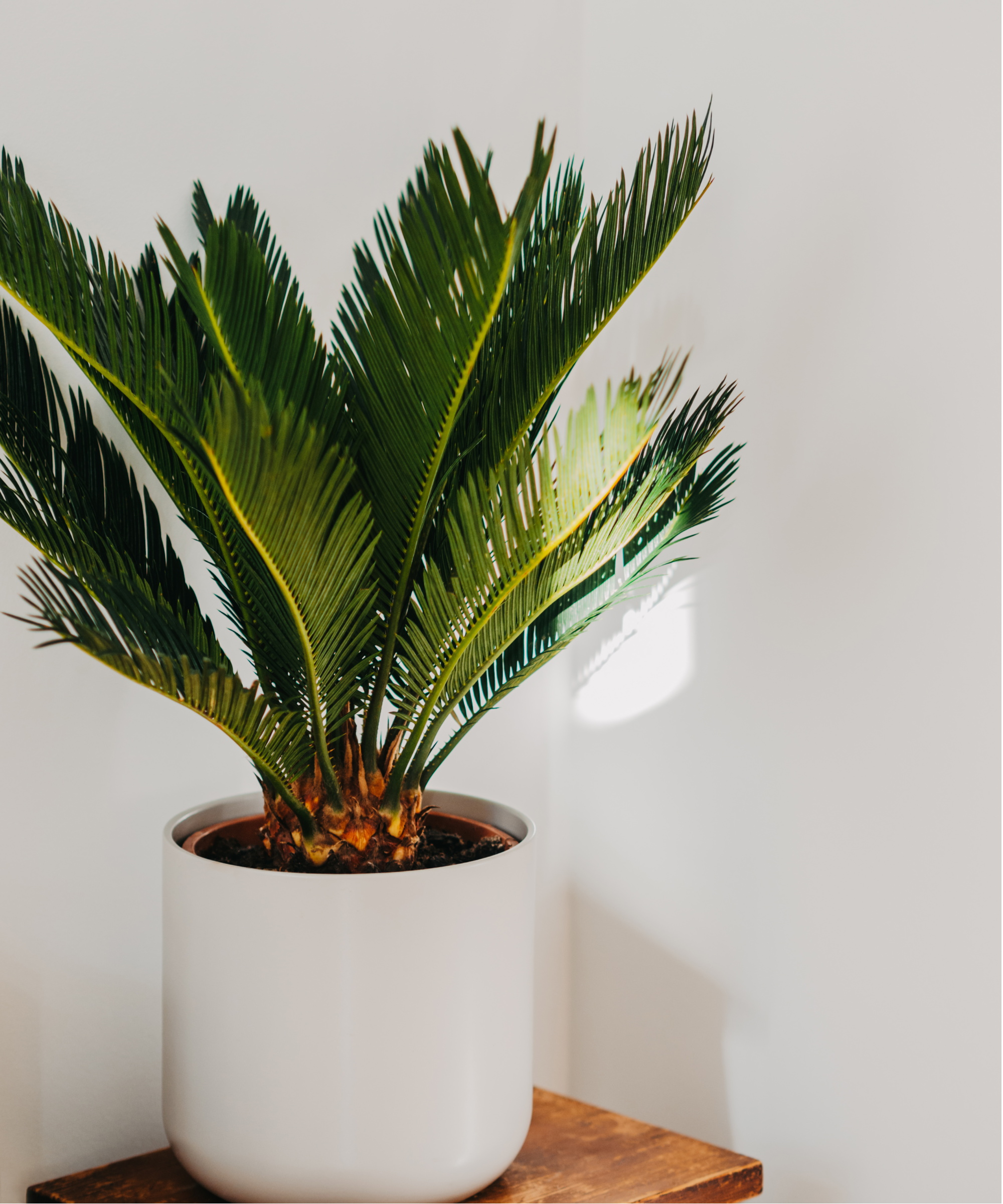 Sago Palm