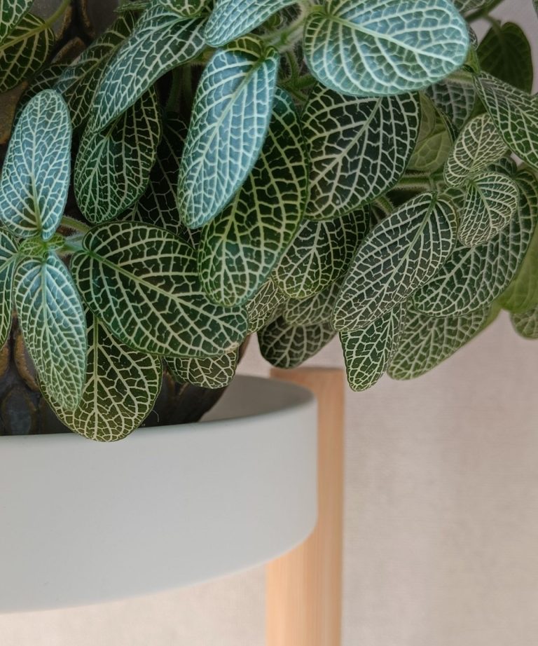 Les experts des plants d'intérieur révèlent la seule raison pour laquelle votre Fittonia tombe - plus des conseils sur la façon de le relancer